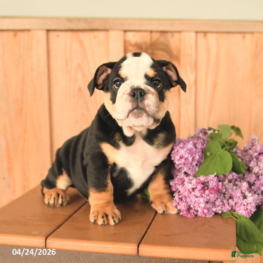 English Bulldog dogs Daisy - Ad 1