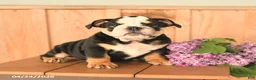 English Bulldog dogs for sale: Daisy - Ad 1