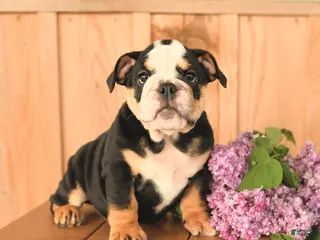 English Bulldog dogs for sale: Daisy - Ad 2