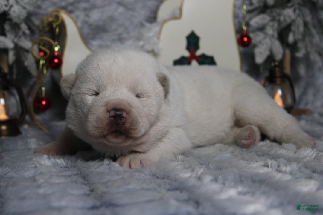 Akita dogs for sale: Jack  - Ad 6