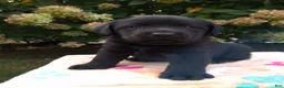 Labrador Retriever dogs for sale: Noble - Ad 4