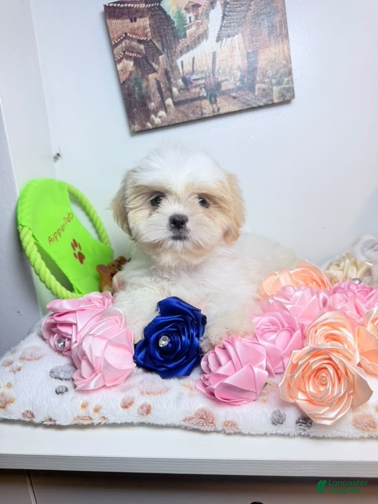 Shih Tzu dogs Azul  - Ad 2
