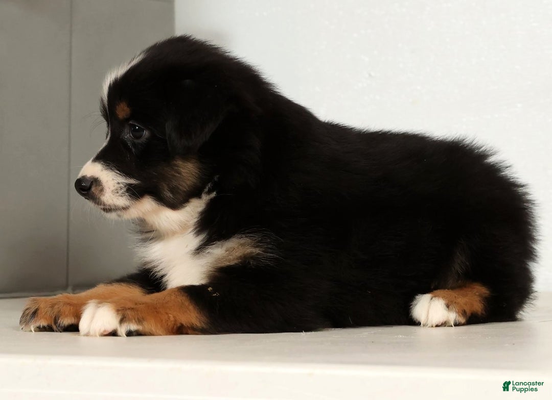 Miniature Australian Shepherd dogs for sale: Dixie - Ad 4