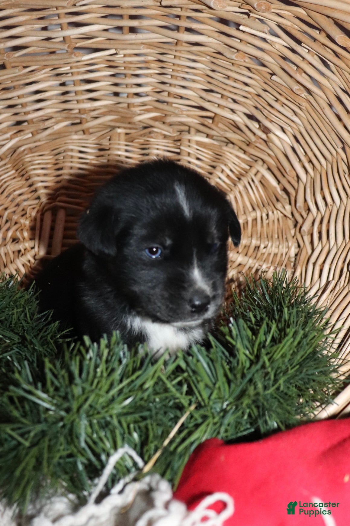 Goberian dogs Greta - Ad 2