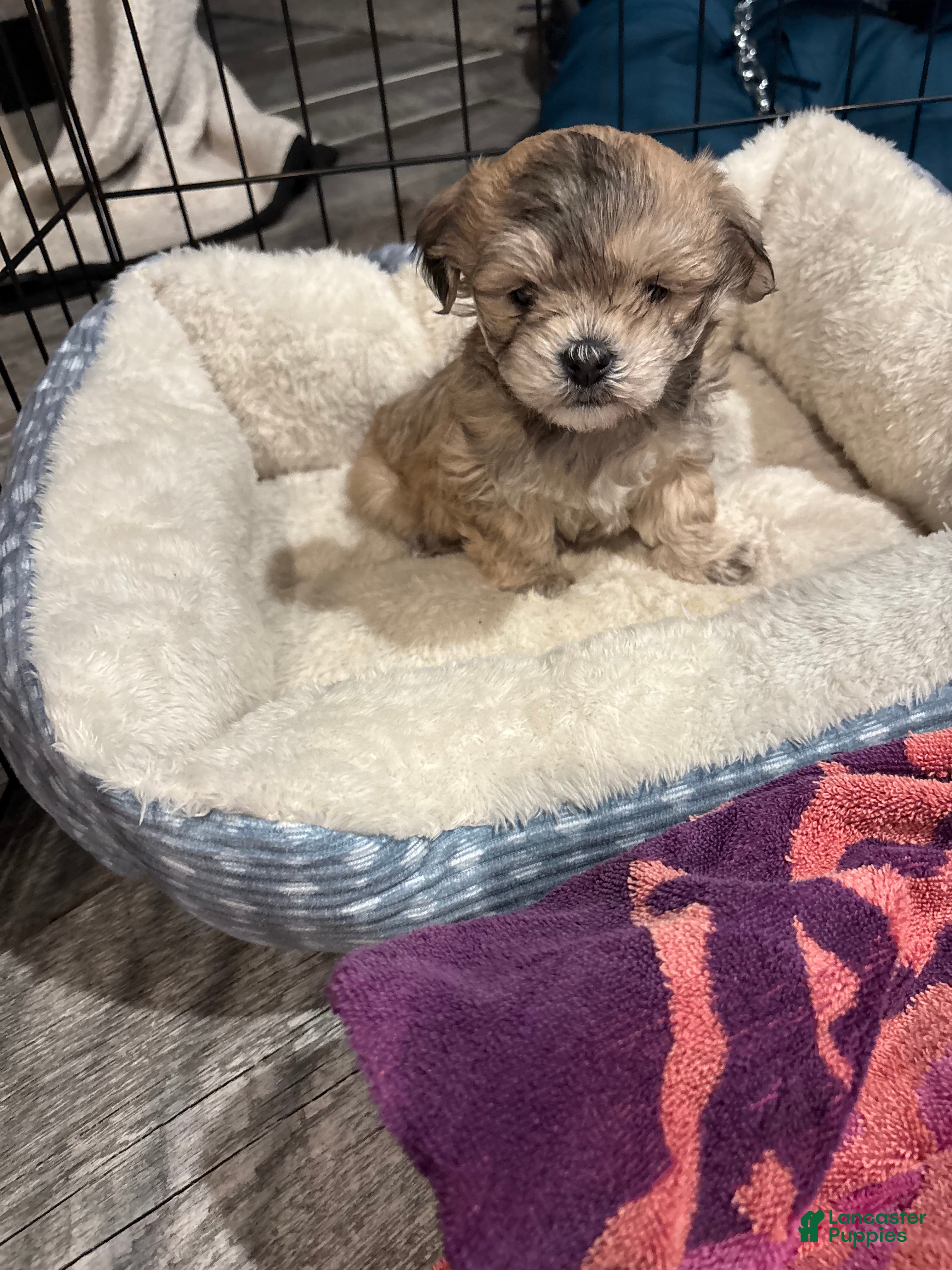 Maltipoo dogs Maltipoo Puppy 1 - Ad 30