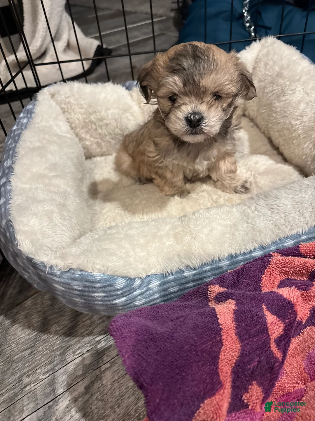 Maltipoo dogs for sale: Maltipoo Puppy 1 - Ad 1