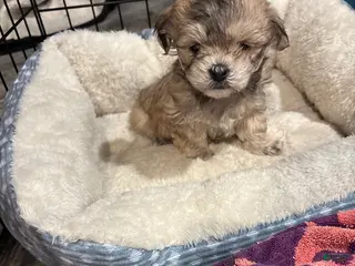 Maltipoo dogs Maltipoo Puppy 1 - Ad 30