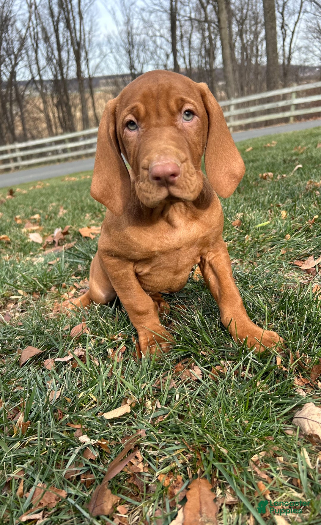 Vizsla dogs for sale: Van - Ad 2