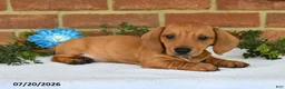 Miniature Dachshund dogs for sale: Jasper - Ad 5