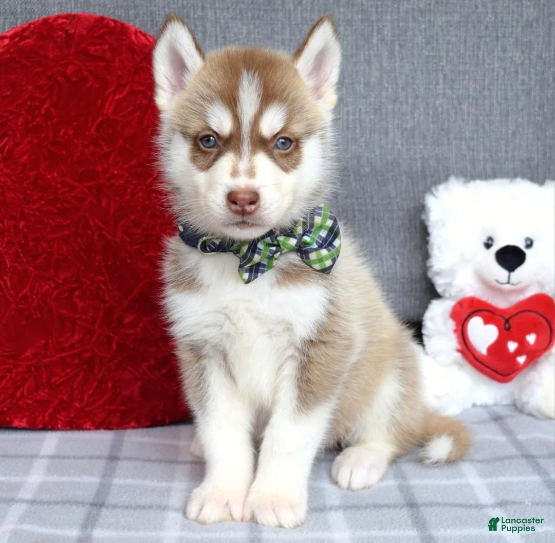 Siberian Husky dogs for sale: Clifford - Ad 2