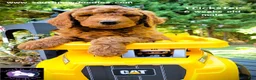 Goldendoodle dogs for sale: Trickster - Ad 3