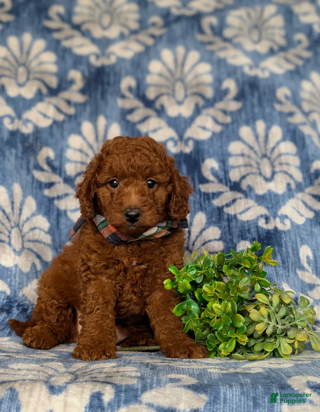 Miniature Poodle dogs for sale: Rico - Ad 1