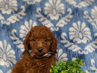 Miniature Poodle dogs for sale: Rico - Ad 2
