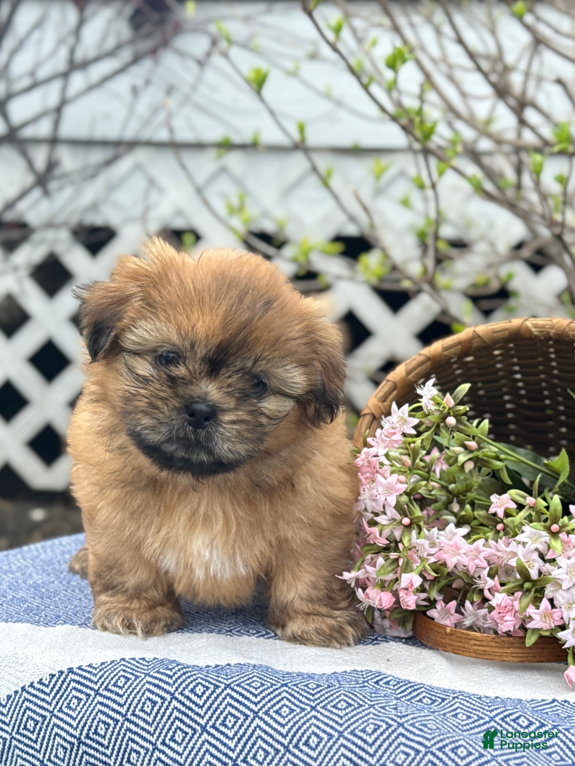 Shih Tzu dogs Sunflower - Ad 1