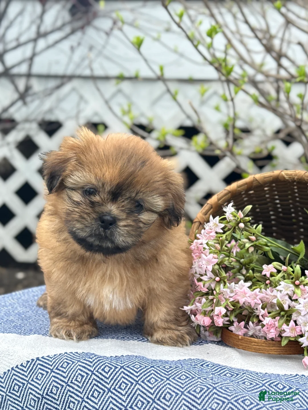Shih Tzu dogs for sale: Sunflower - Ad 1