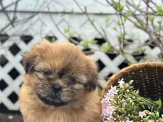 Shih Tzu dogs for sale: Sunflower - Ad 4