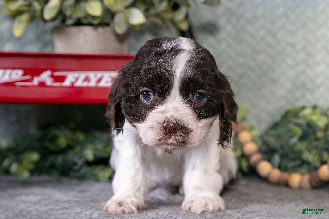 Cocker Spaniel dogs for sale: Lainey - Ad 3