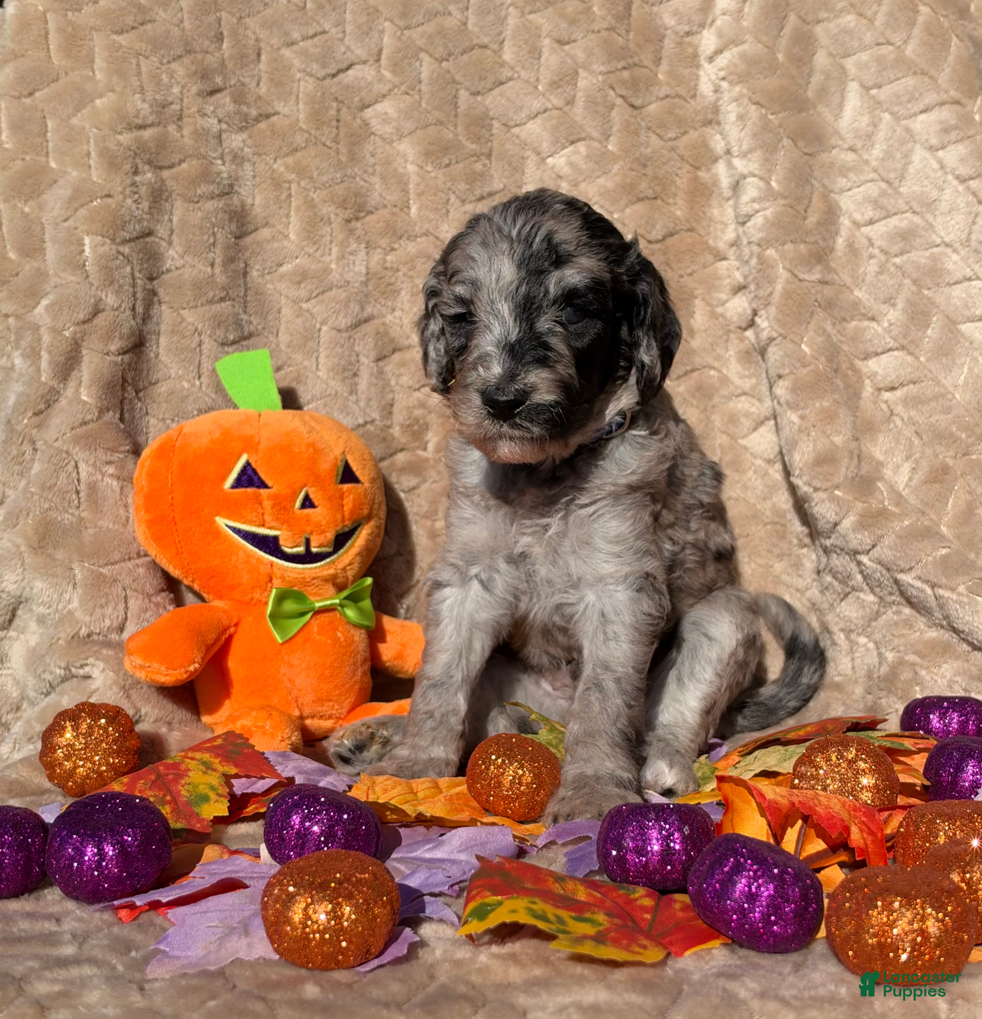 Doodle / designer cross (Doodle / designer cross, Male) in Jamestown, OH