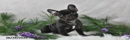 Frenchton dogs for sale: Mercy - Ad 3