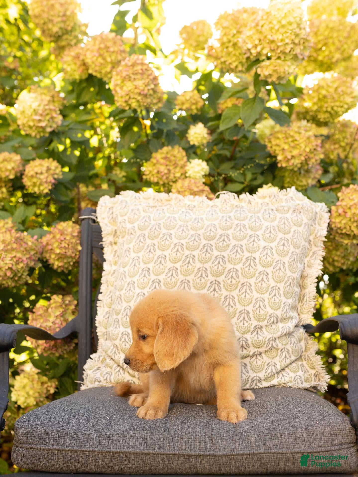 Golden Retriever dogs Rome  - Ad 1