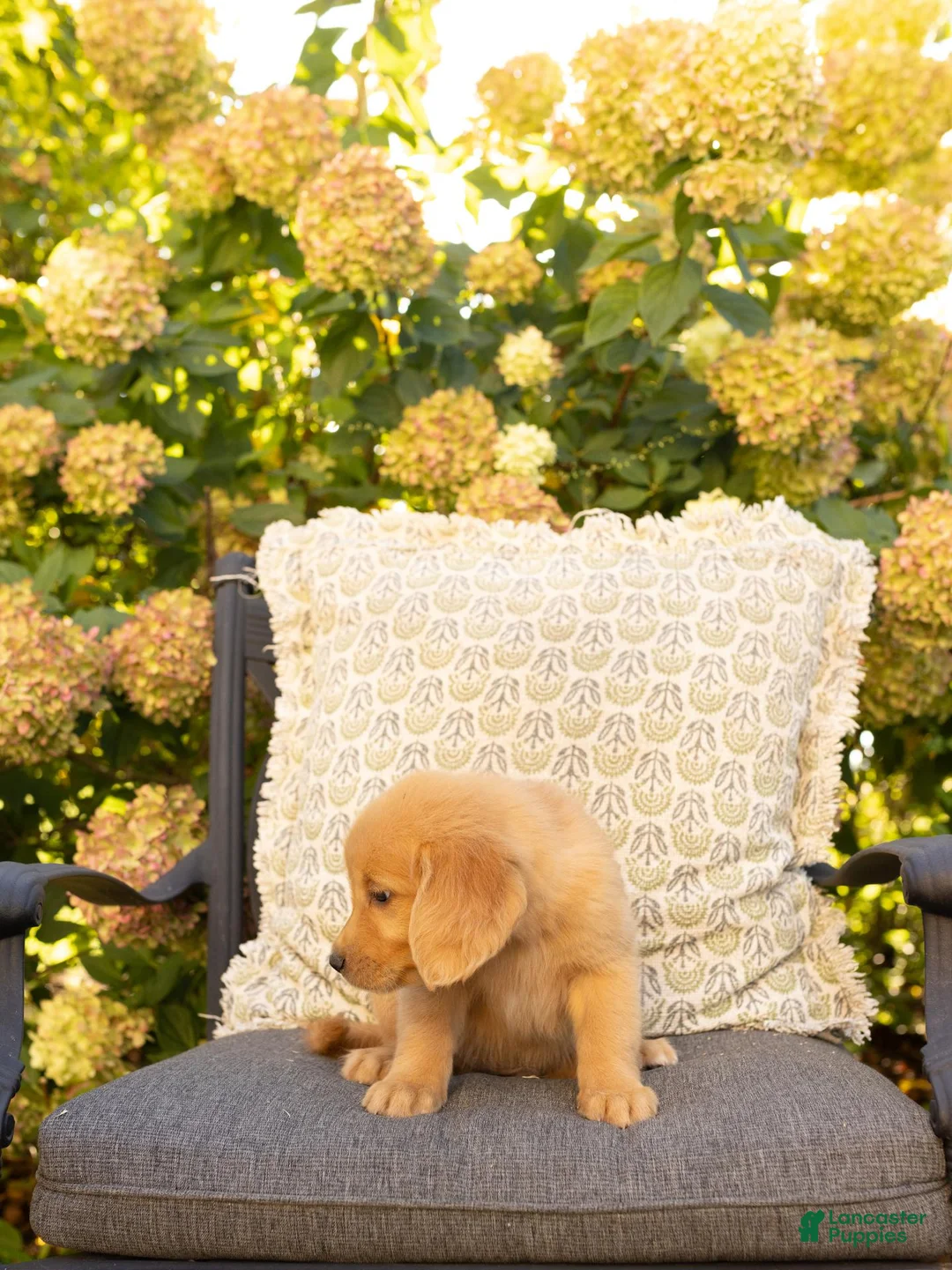 Golden Retriever dogs for sale: Rome  - Ad 1