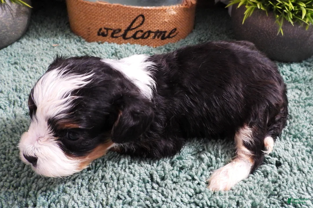 Cavapoo dogs for sale: Cavapoo Female of Sally's - Ad 4