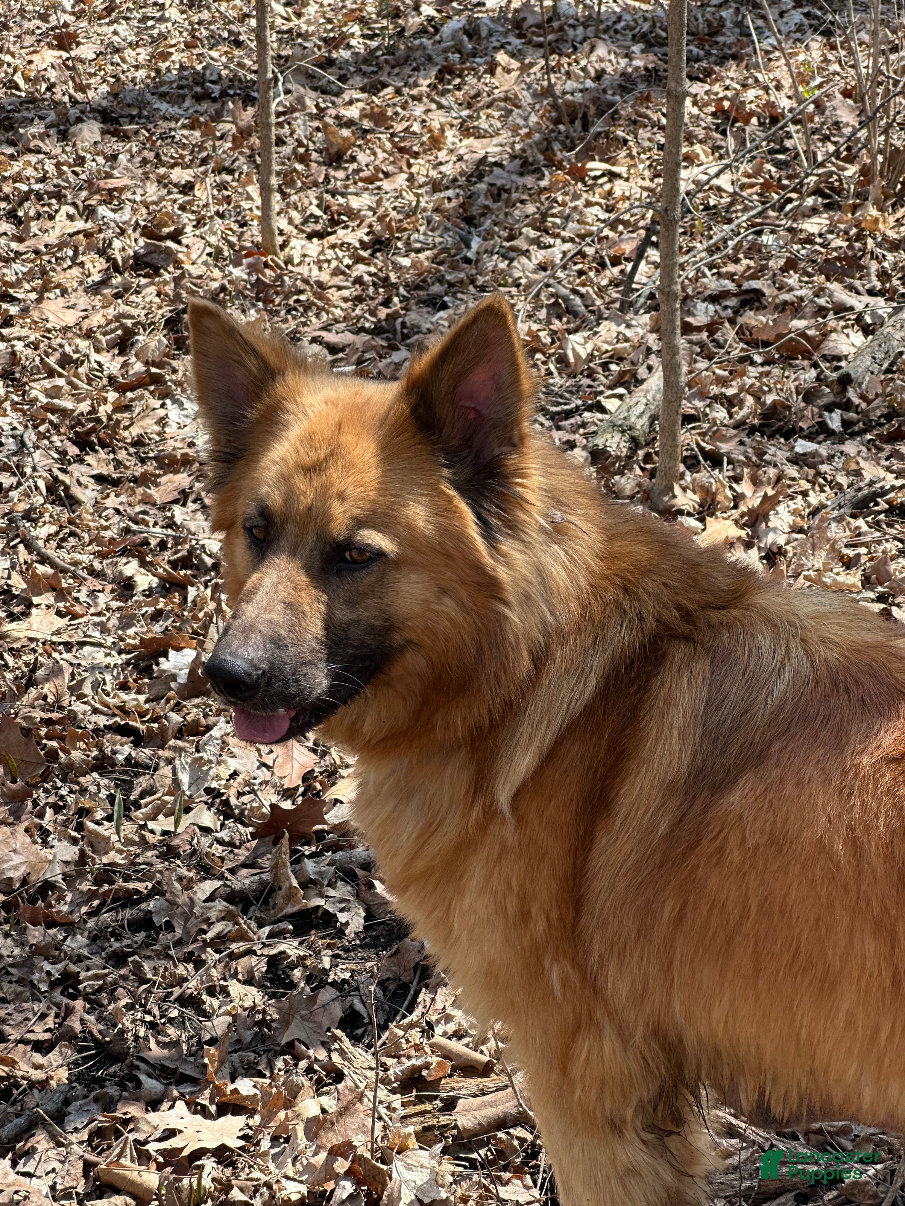 Mixed Breed dogs Mixed Breed 1 - Ad 2