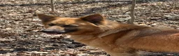 Mixed Breed dogs for sale: Mixed Breed 1 - Ad 2