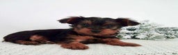 Yorkshire Terrier dogs for sale: Judy - Ad 4