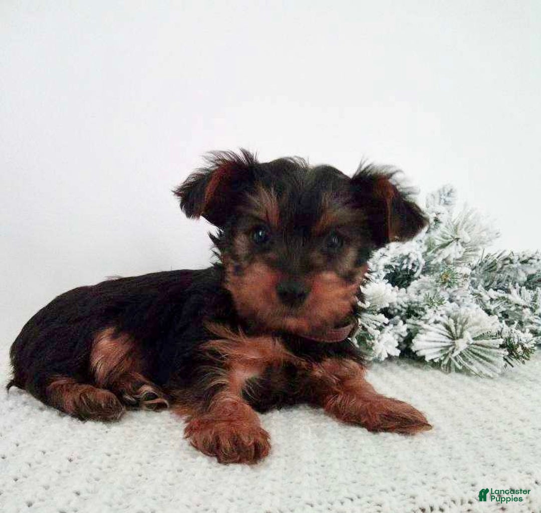 Yorkshire Terrier dogs for sale: Judy - Ad 4