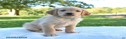 Golden Retriever dogs for sale: Abby - Ad 4