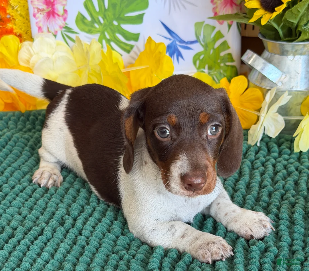 Miniature Dachshund dogs for sale: John - Ad 3