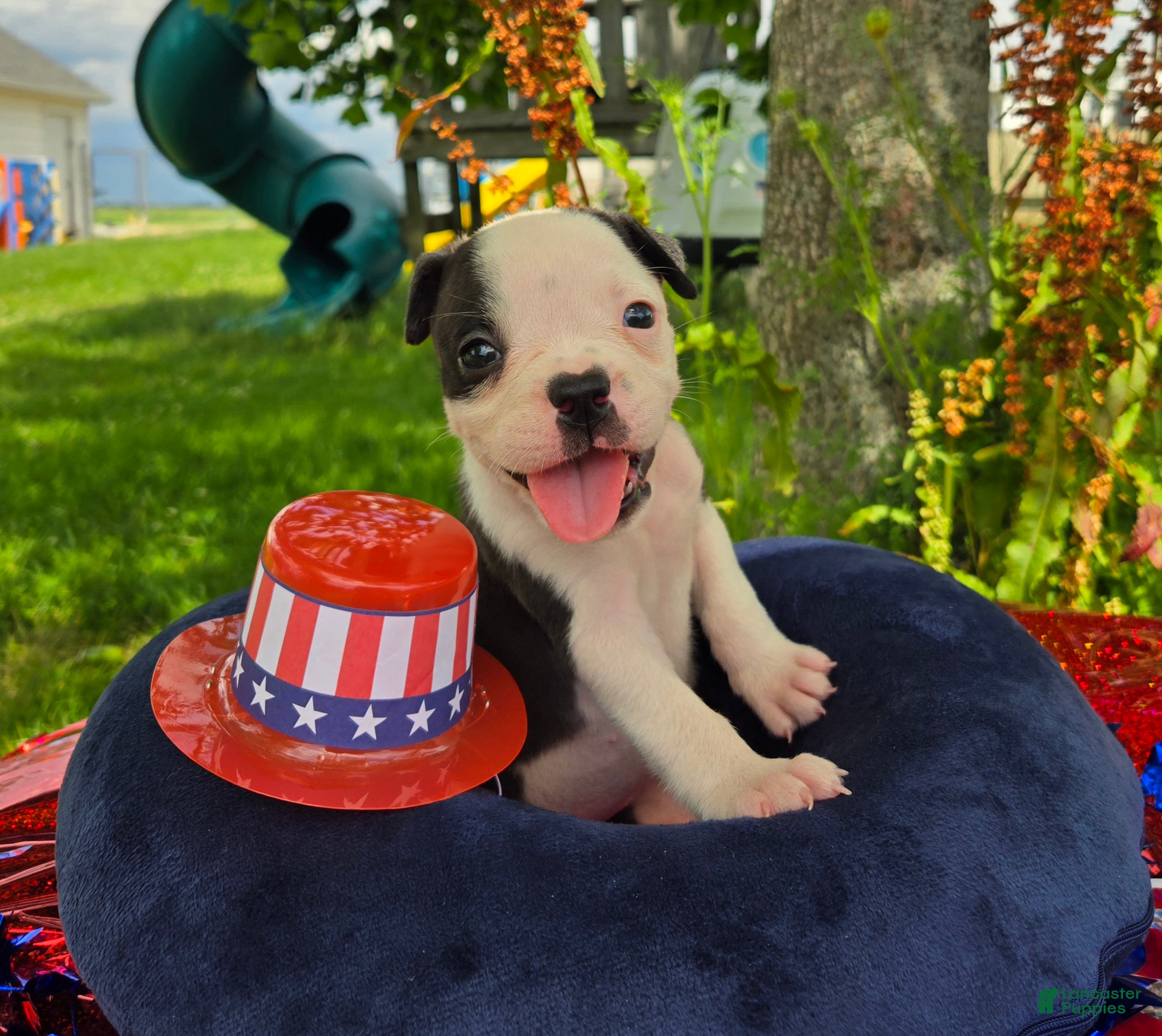 Olde English Bulldogge dogs Bonnie - Ad 1