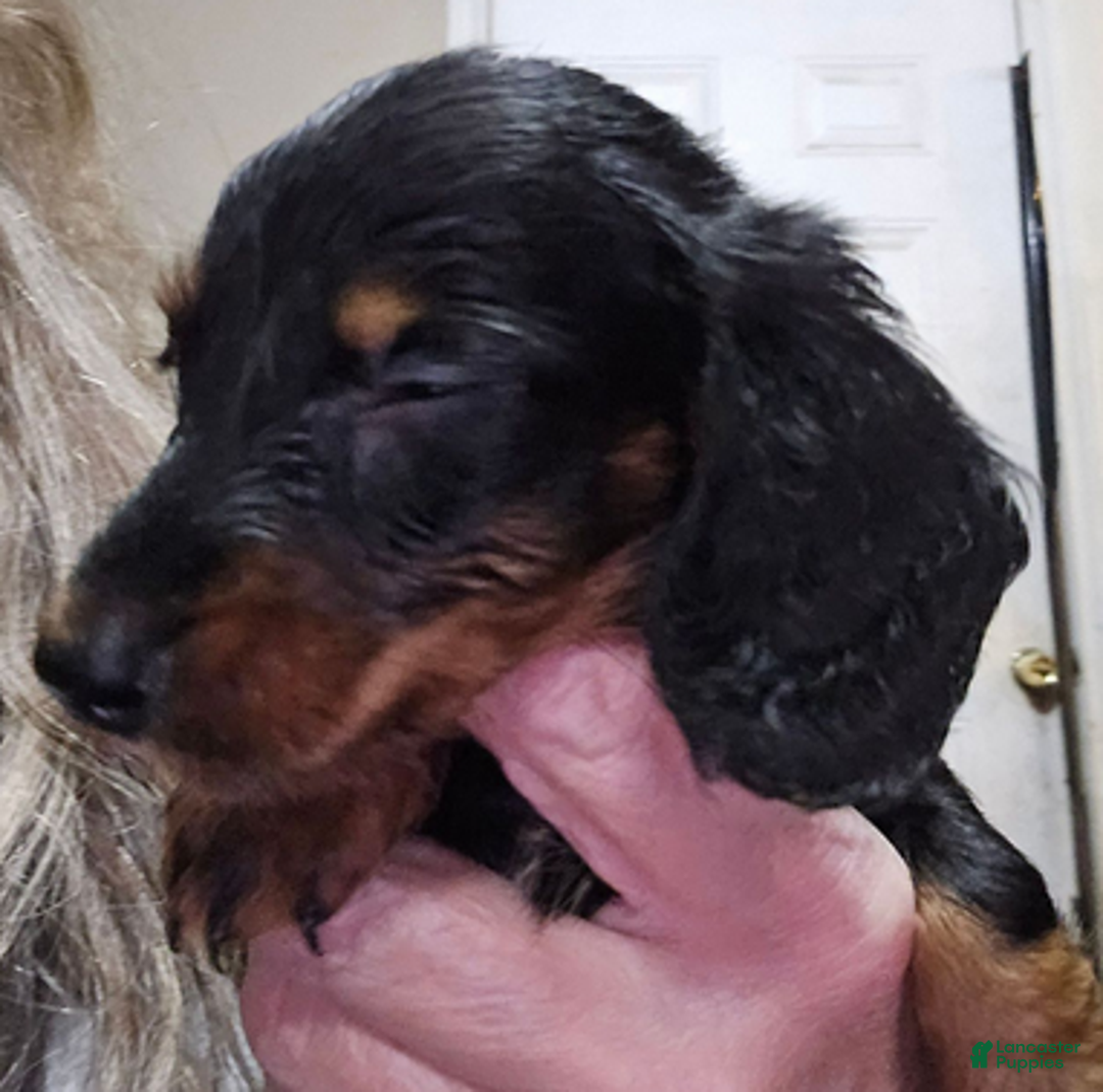 Dachshund dogs for sale: Smaller girl - Ad 8