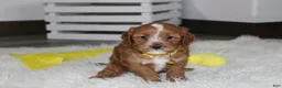 Cockapoo dogs for sale: Freddy  - Ad 1