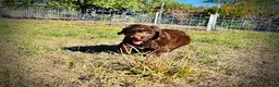 Havapoo dogs for sale: Precious - Ad 14