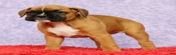 Boxer dogs for sale: Ona - Ad 5
