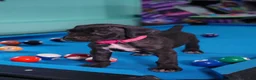 Cane Corso dogs for sale: Jean Gray - Ad 6