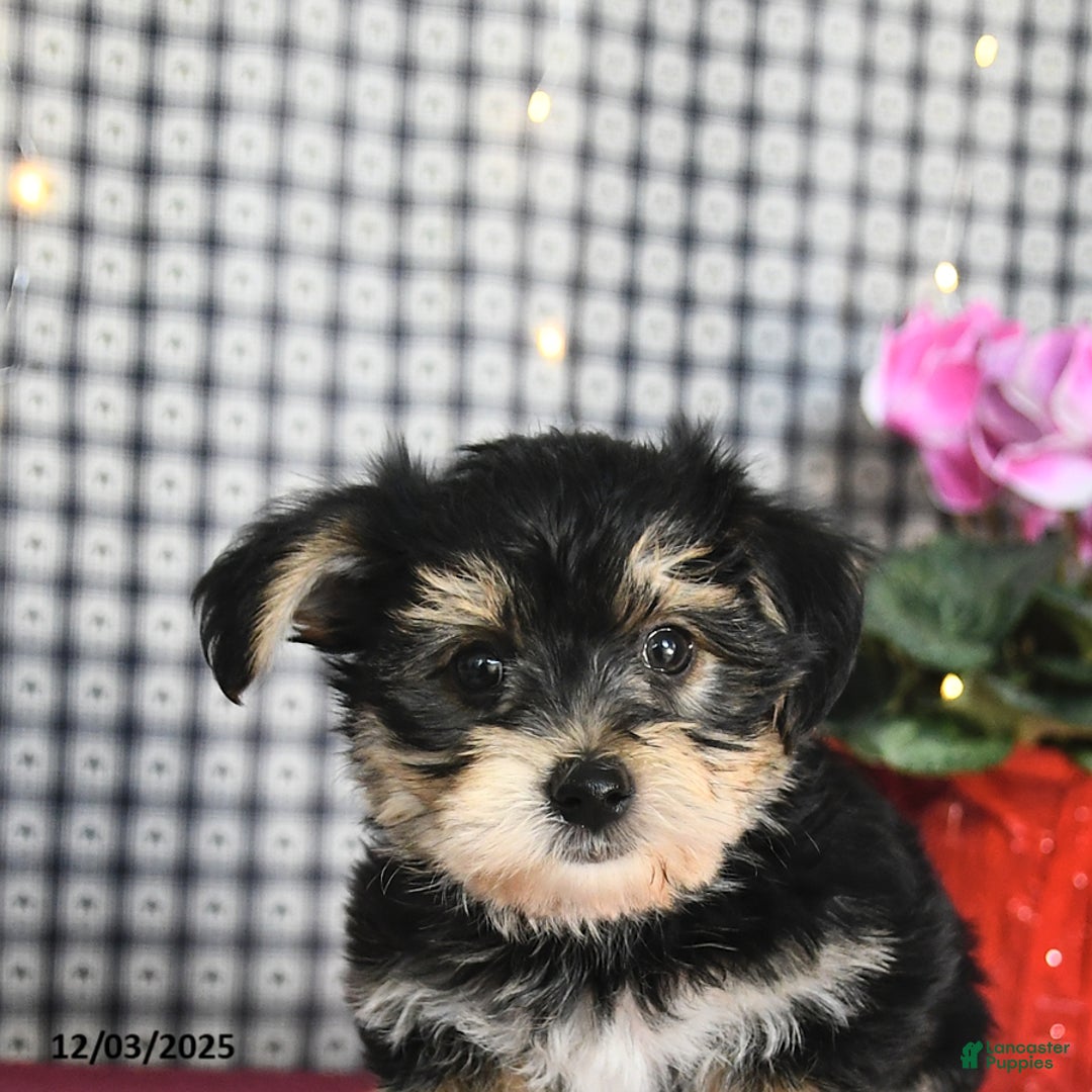 Morkie dogs for sale: Tinker - Ad 2