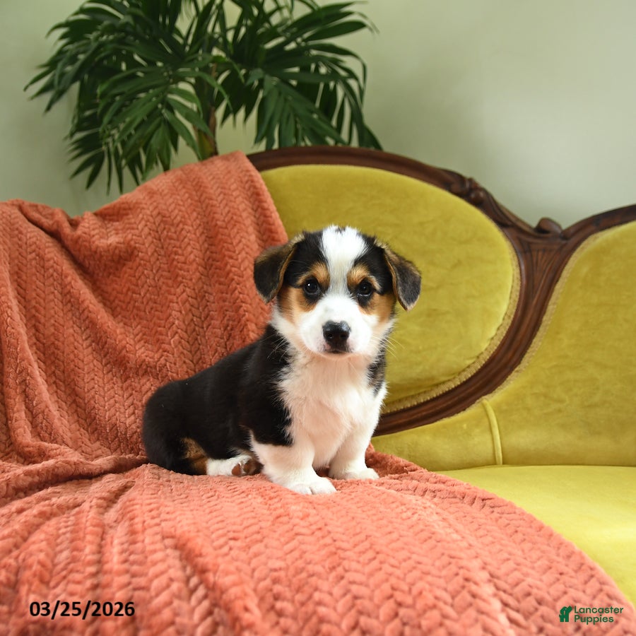 Welsh Corgi Pembroke dogs Tigger - Ad 1