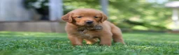 Golden Retriever dogs for sale: Jase - Ad 7