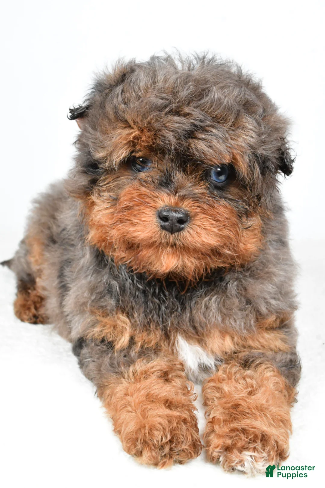Aussiedoodle dogs for sale: Braxtor - Ad 5