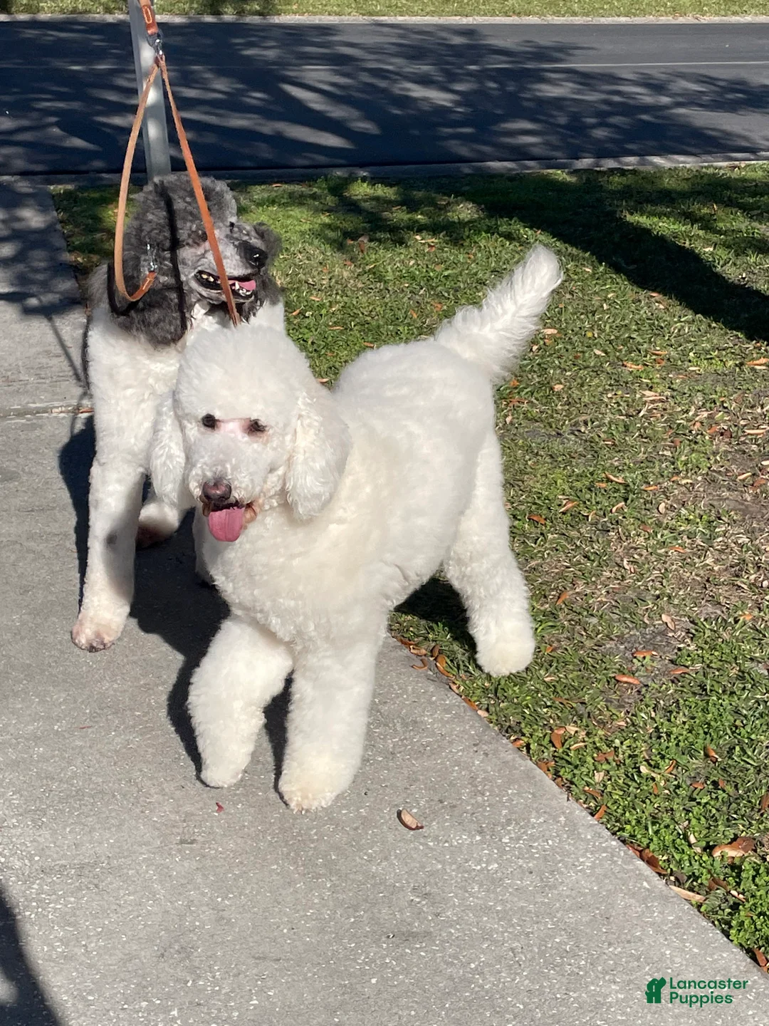 Goldendoodle dogs for sale: Mandy - Ad 7