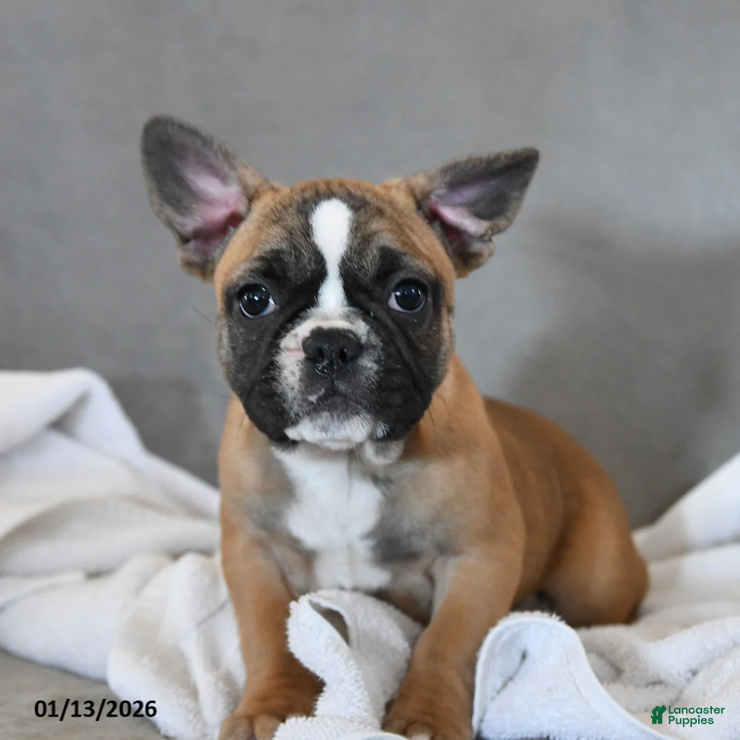 French Bulldog dogs for sale: Yancy - Ad 3
