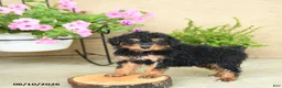 Mini Aussiedoodle dogs for sale: Pearl - Ad 3