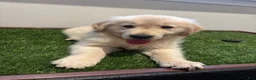 Golden Retriever dogs for sale: Golden Retriever 1 - Ad 3