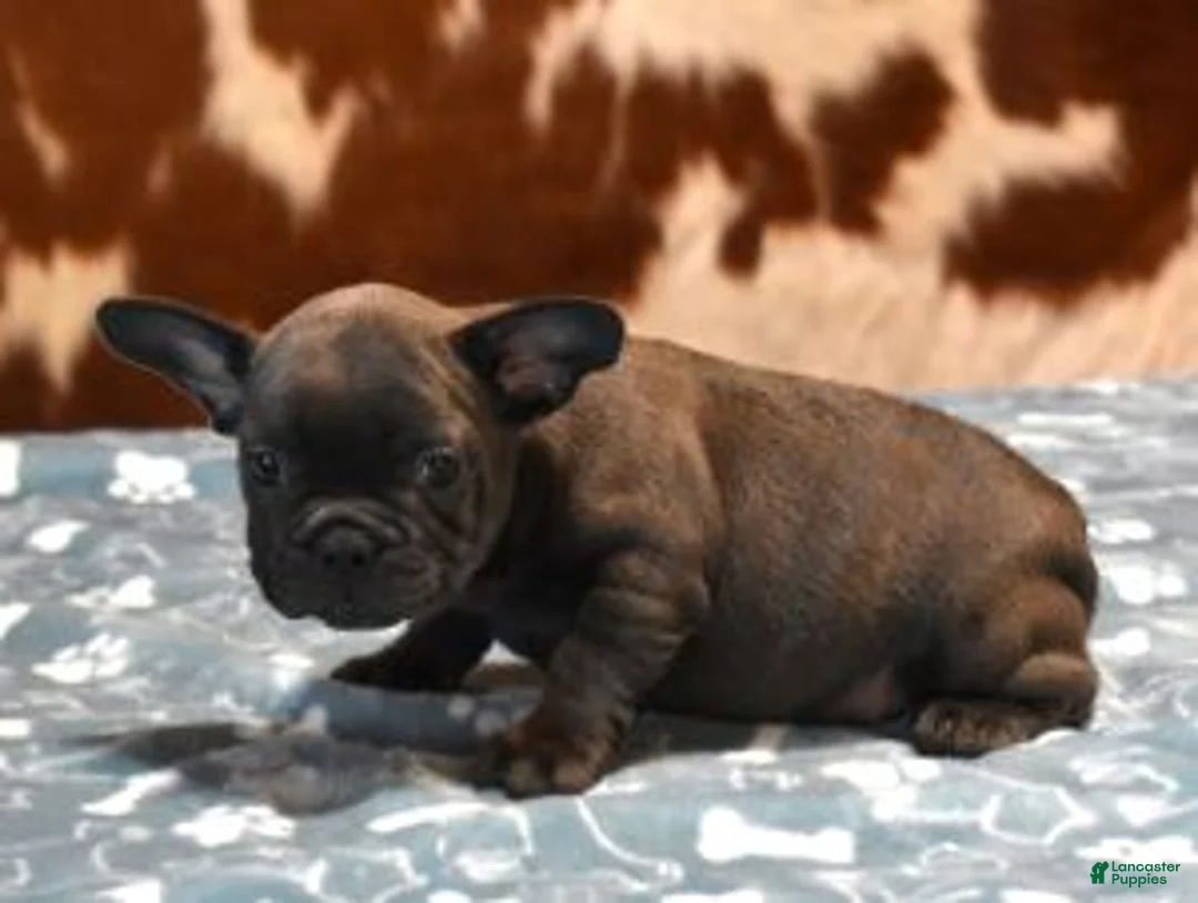 French Bulldog dogs for sale: CHIEF - BLUE (GRAY) - Ad 3