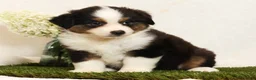 Miniature Australian Shepherd dogs for sale: Princess - Ad 4