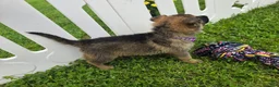 German Shepherd dogs for sale: German Shepherd 1 - Ad 5