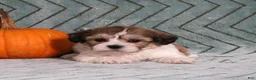 Teddy Bear dogs for sale: Irvin - Ad 2